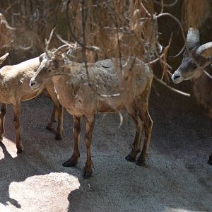 Desert Bighorn Sheep