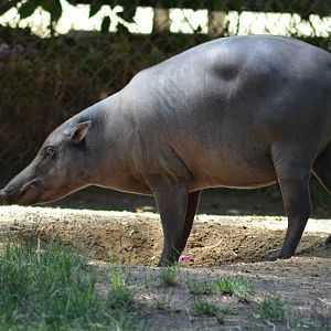 Babirusa