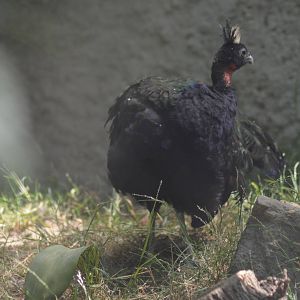 Congo Peafowl