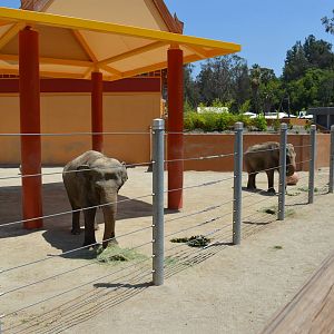 Elephants of Asia - Elephants of Thailand Yard