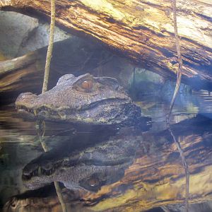 Dwarf Caiman