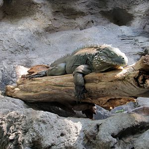 Grand Cayman Blue Iguana