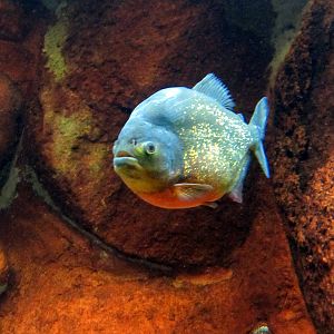 Piranha