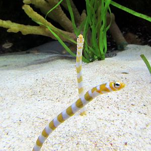 Garden Eels