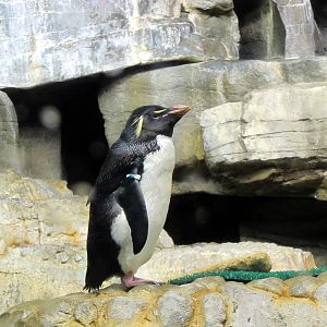 Rockhopper Penguin