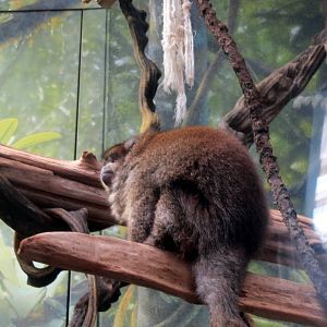 Bolivian Grey Titi Monkey