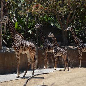 Masai Giraffes