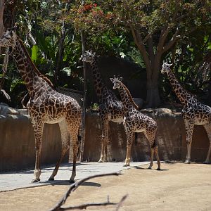 Masai Giraffes