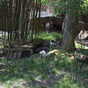 Okapi/Black Duiker Mixed Yard