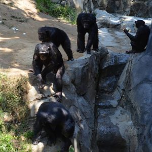 Chimpanzees of Mahale Mountains