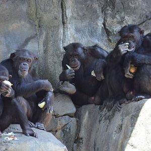 Chimpanzees of Mahale Mountains