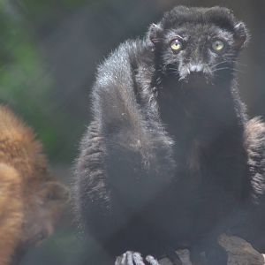 Blue-eyed Lemurs