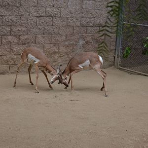 Pronghorns At Play