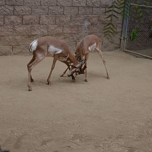 Pronghorns At Play