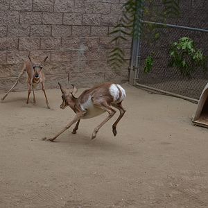 Pronghorns At Play