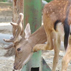 European Fallow deer(tehran zoo)