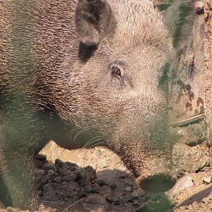 sus scrofa(tehran zoo)