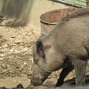 sus scrofa(tehran zoo)