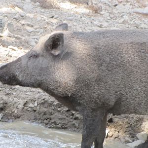 sus scrofa(tehran zoo)