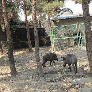 wild boar(sus scrofa) exhibit 1