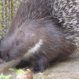 hystix indica(tehran zoo)