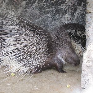 hystix indica(tehran zoo)