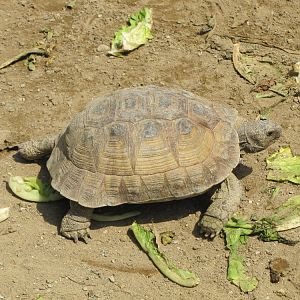 testudo graeca(tehran zoo)