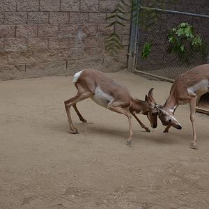 Pronghorns At Play