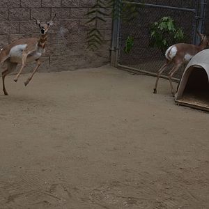 Pronghorns At Play