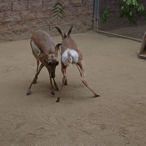 Pronghorns At Play