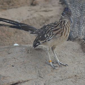 Roadrunner