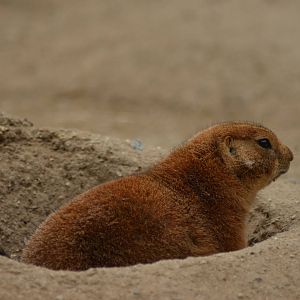 Prairie Dog