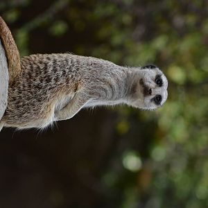 Meerkat