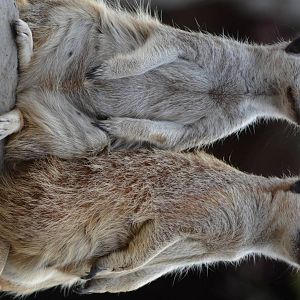 Meerkats