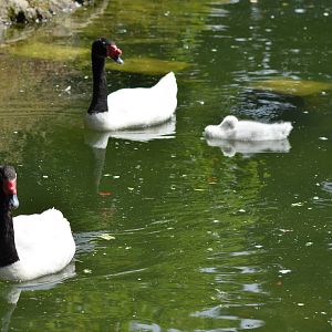 Black-necked Swan Family