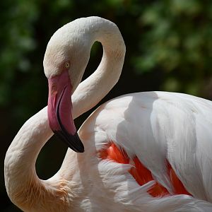 Chilean Flamingo