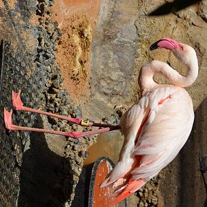 Greater Flamingo