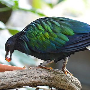 Nicobar Pigeon