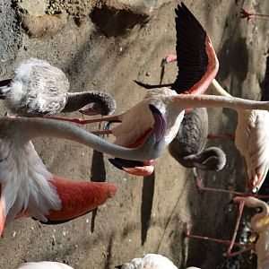 Greater Flamingos