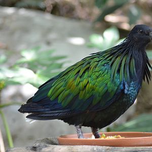 Nicobar Pigeon