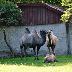 Bactrian camels