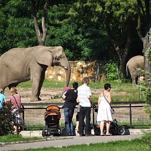 African Bush Elephant