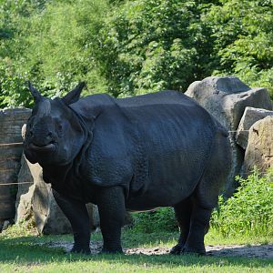 Indian Rhinoceros