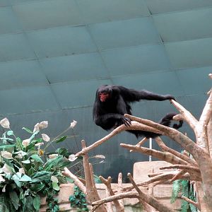 Red-faced Spider Monkey