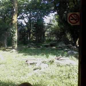 North America- Timber wolf exhibit