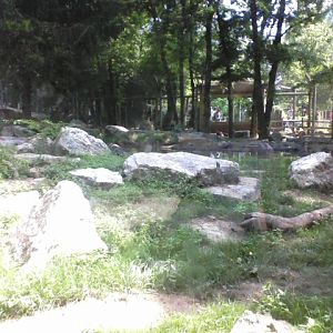 North America- American Black Bear exhibit