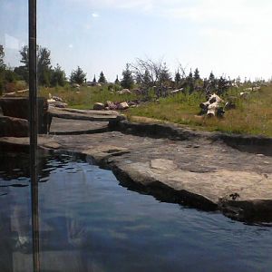 North America- Polar Frontier- Polar Bear exhibit
