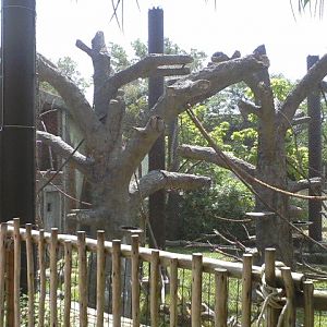Asia Quest- Silver-leaf Langur exhibit