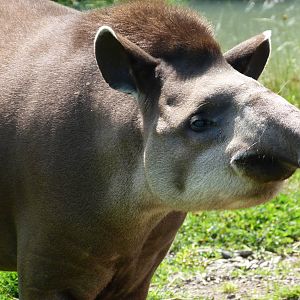 Brazilian Tapir