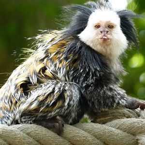 Marmoset